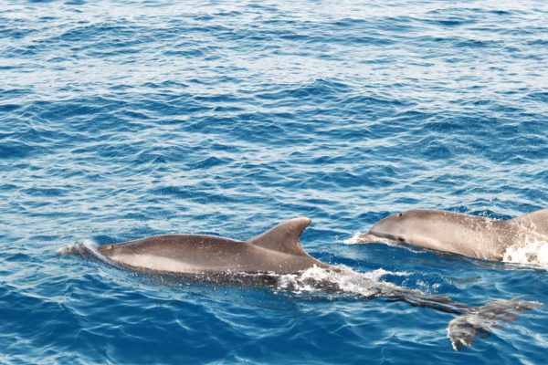 Dolphins to the Cinque Terre, in the Cetacean Sanctuary